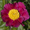 Paeonia Liboria Maas