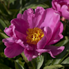 Paeonia Little Medicineman