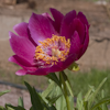 Paeonia Little Rhyme