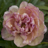 Paeonia Lollipop