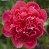 Paeonia Lorelei