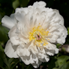 Paeonia Love Affair