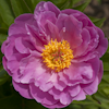 Paeonia Ma Petite Cherie