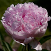 Paeonia Madame Rose Rendatter