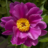 Paeonia Magenta Gem