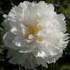 Paeonia Magic Moonbeam