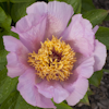 Paeonia Mai Fleuri