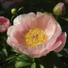 Paeonia Mary Gretchen