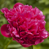 Paeonia Mary Jo Legare