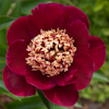 Paeonia Midnight Sun