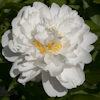 Paeonia Miss America