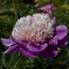 Paeonia Miss Congeniality