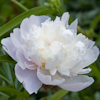 Paeonia Missie`s Blush