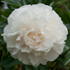 Paeonia Moon River