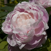 Paeonia Mrs Franklin D. Roosevelt