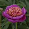 Paeonia Neon