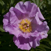 Paeonia Novost Altaja