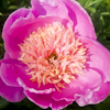 Paeonia Paisley Pink