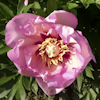 Paeonia Pastel Splendor