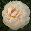 Paeonia Pastelegance