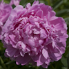 Paeonia Paul Bunyan