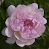 Paeonia Petite Elegance