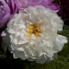 Paeonia Petite Porcelain