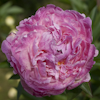 Paeonia Pietertje Vriend Wagenaar