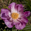 Paeonia Pillow Dreams