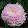 Paeonia Pillow Talk