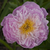 Paeonia Pink Charmer