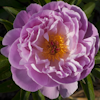 Paeonia Pink Delight