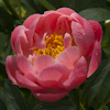 Paeonia Pink Hawaiian Coral