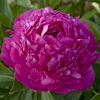 Paeonia Pink Jazz