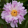 Paeonia Pink Luau