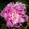 Paeonia Pink Parfait