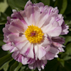 Paeonia Pink Spinners