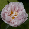 Paeonia Pink Vanguard