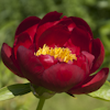 Paeonia Postillon