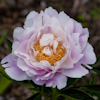 Paeonia Queenbee