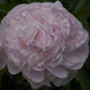 Paeonia Ramona Lins