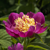 Paeonia Rashomoon