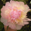 Paeonia Raspberry Sundae