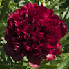 Paeonia Red Grace