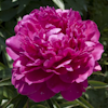 Paeonia Red Magic