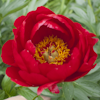 Paeonia Red Red Rose