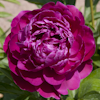 Paeonia Red Sarah Bernhardt