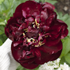 Paeonia Robert W. Auten