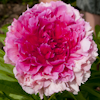 Paeonia Rose Heart