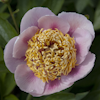 Paeonia Rose Noble